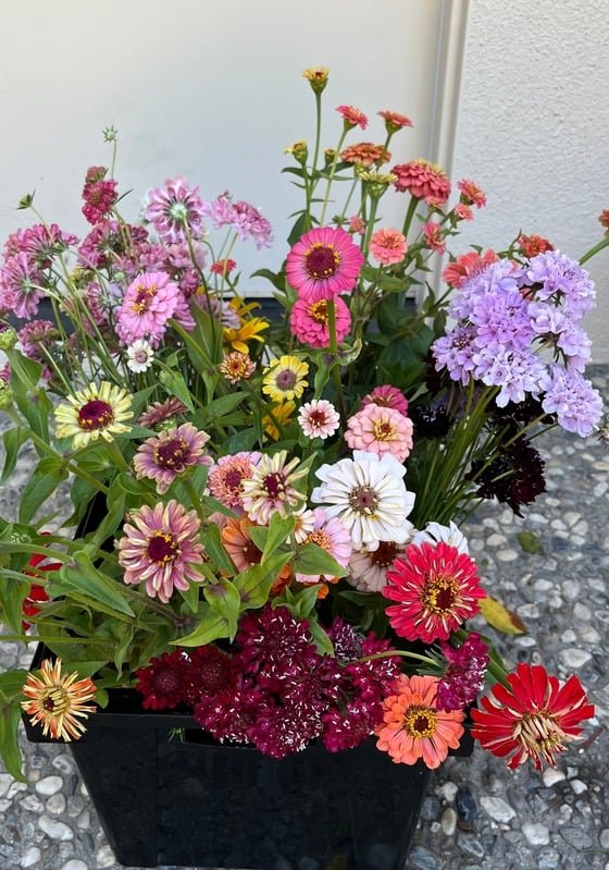 Scabiosa and zinnia blooms