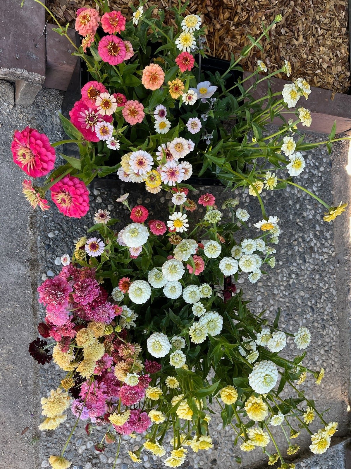 Colorful zinnia bouquet fresh cut