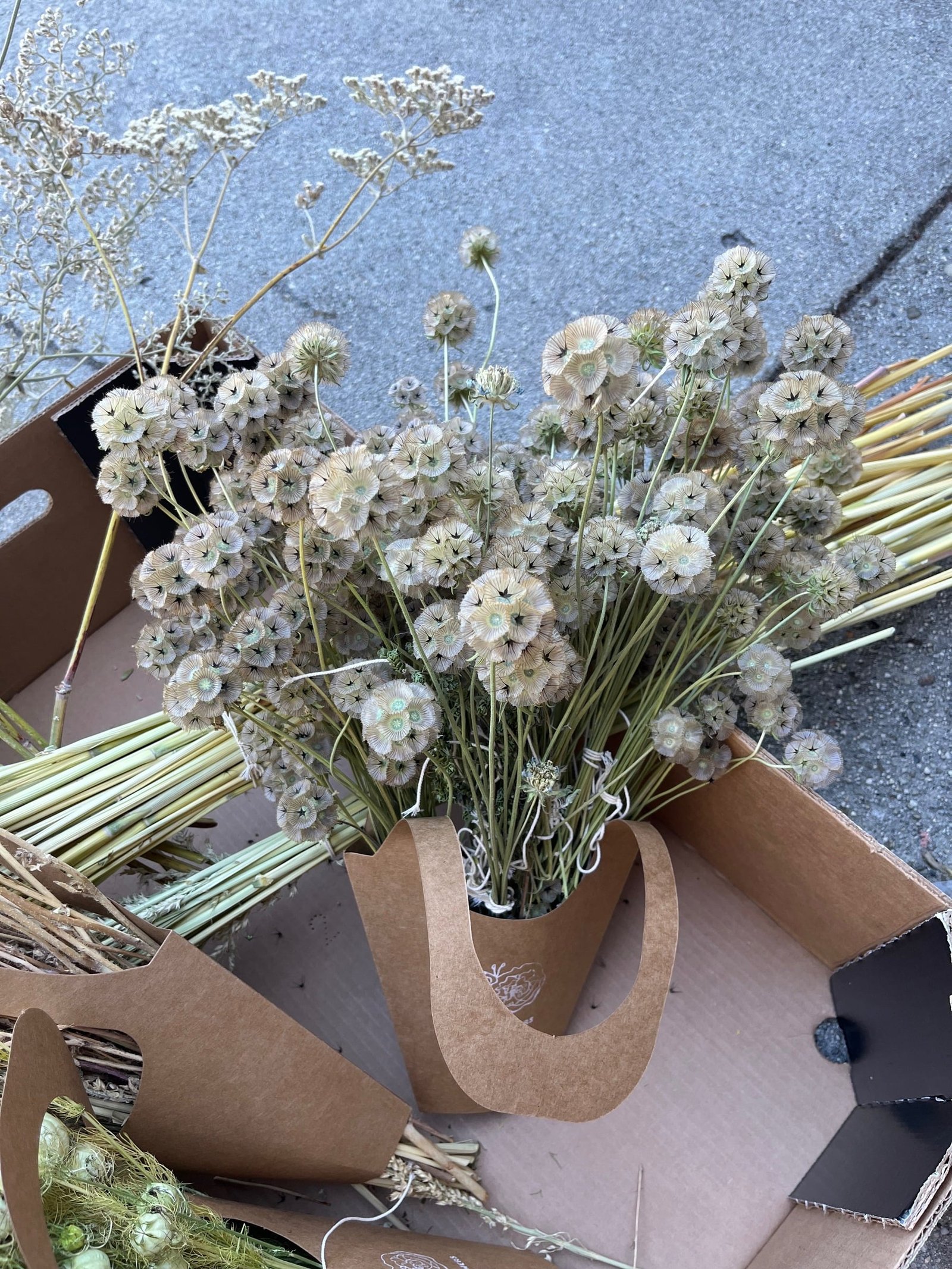 Dried scabiosa seed pods
