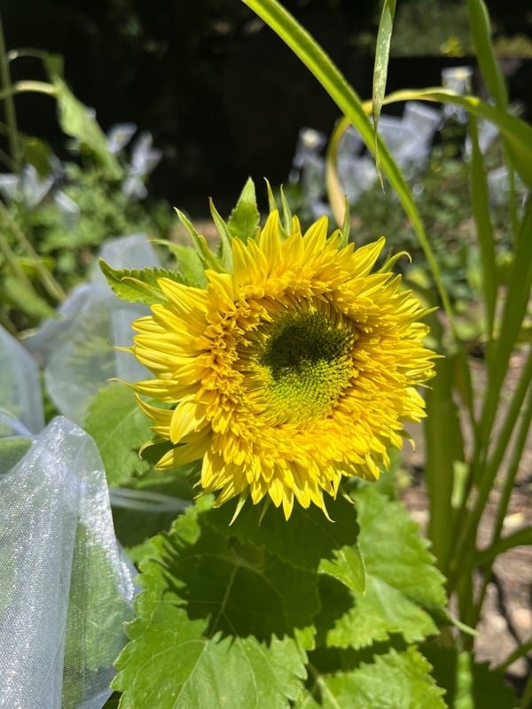 Yellow zinnia bloom