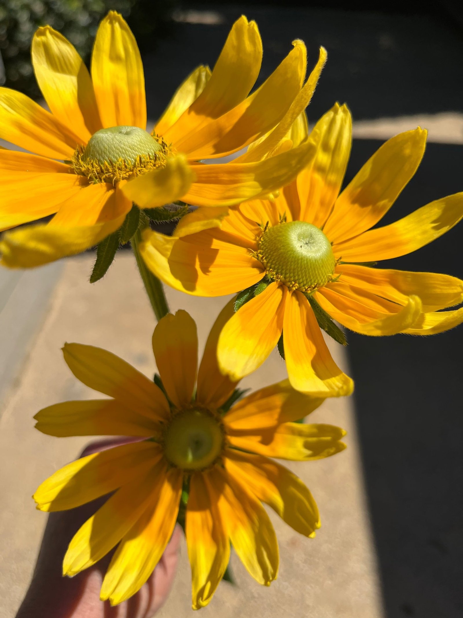 Black-eyed susan flowers growing on the farm