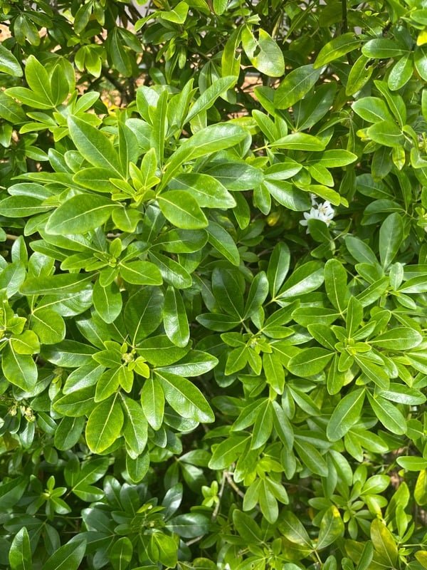 Aromatic foliage close up