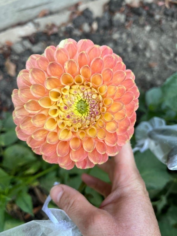 Pale pink flower texture
