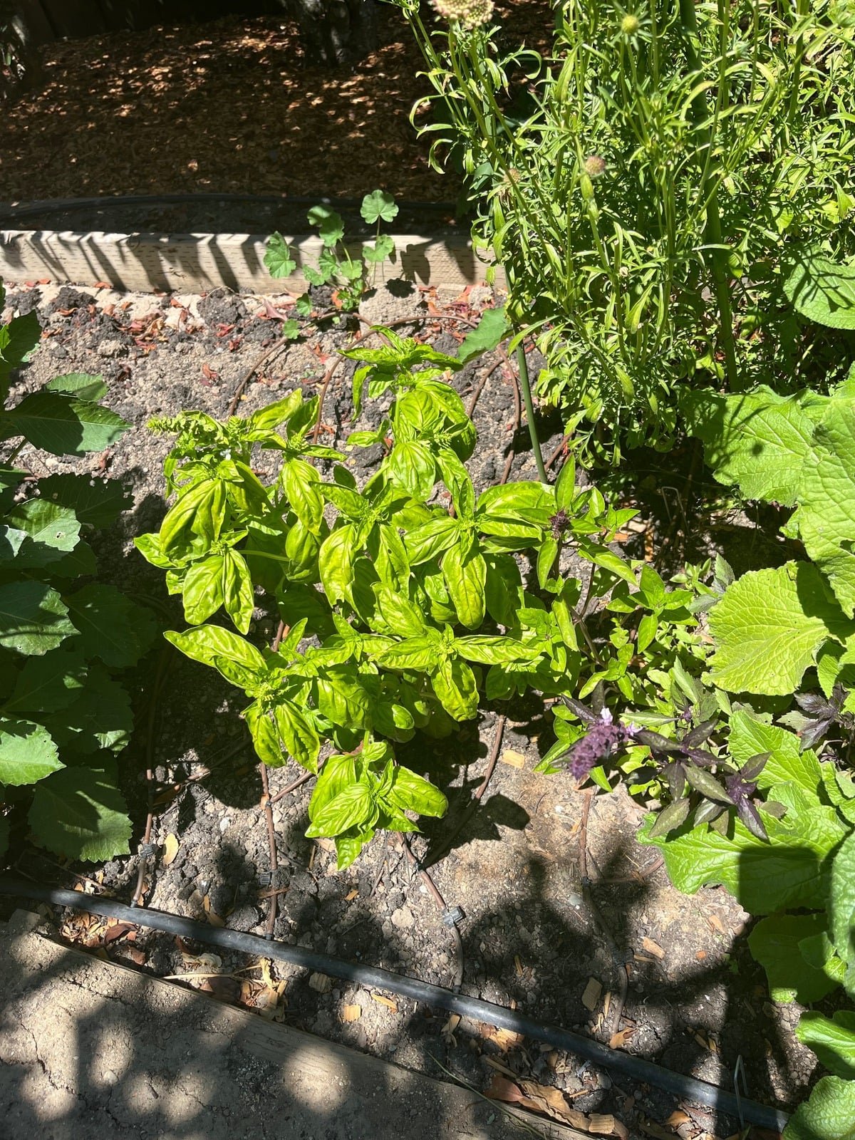 Fresh herbs and daisies