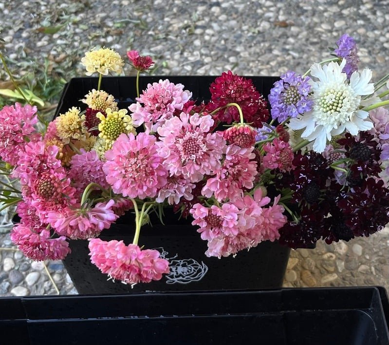 Pink scabiosa flowers