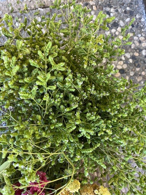 Greenery and aromatics